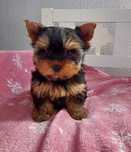 Yorkshire terrier talie mini/absolut superb/transport