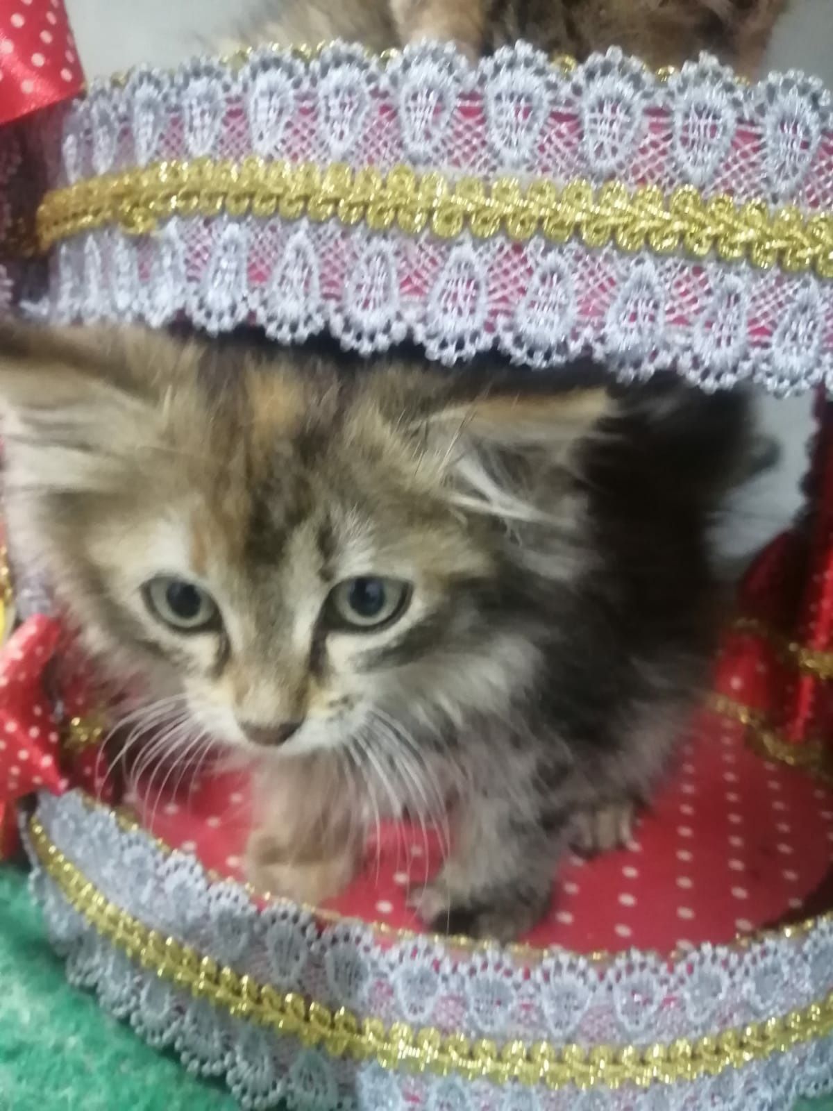 Котята девочки ищут дом