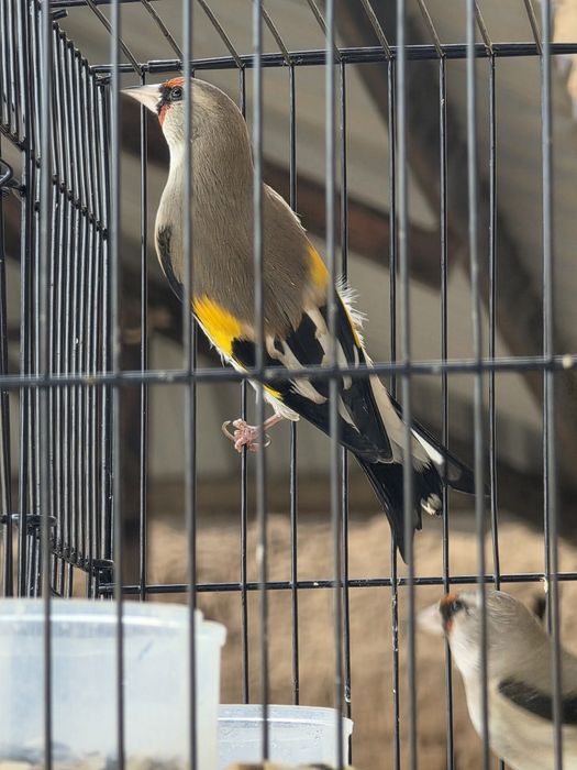 Норчи сотилади тулле куш