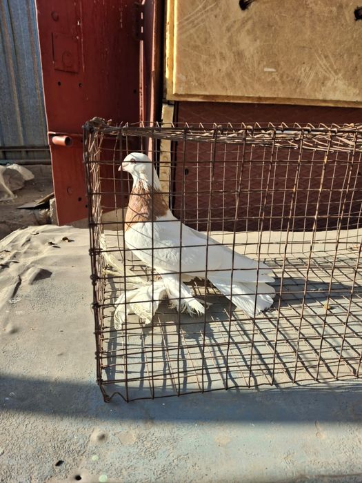 Продам голубь г Алмата