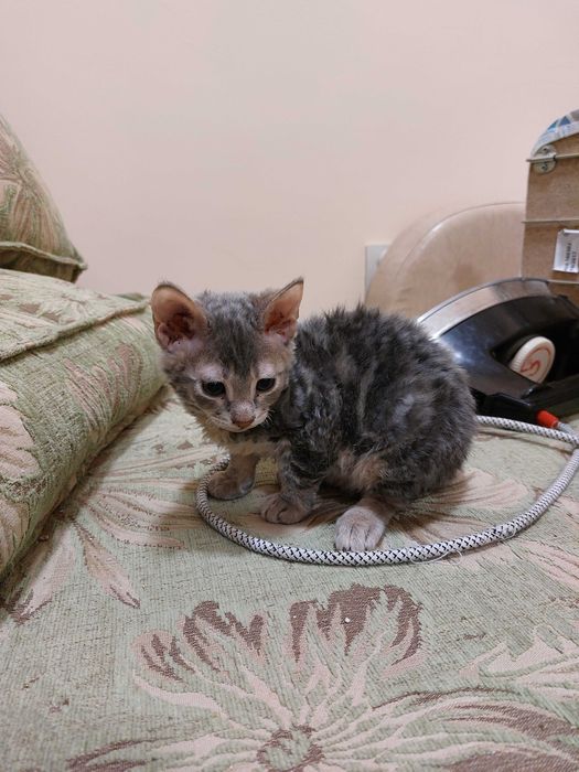 ПОДАРЯВАМ домашни котенца