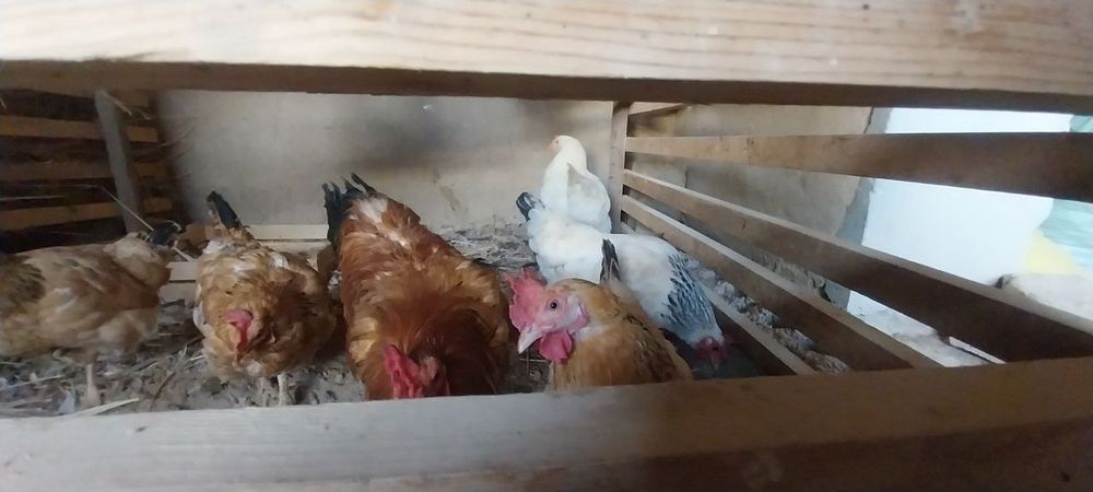 Uy tovuqlari sotiladi