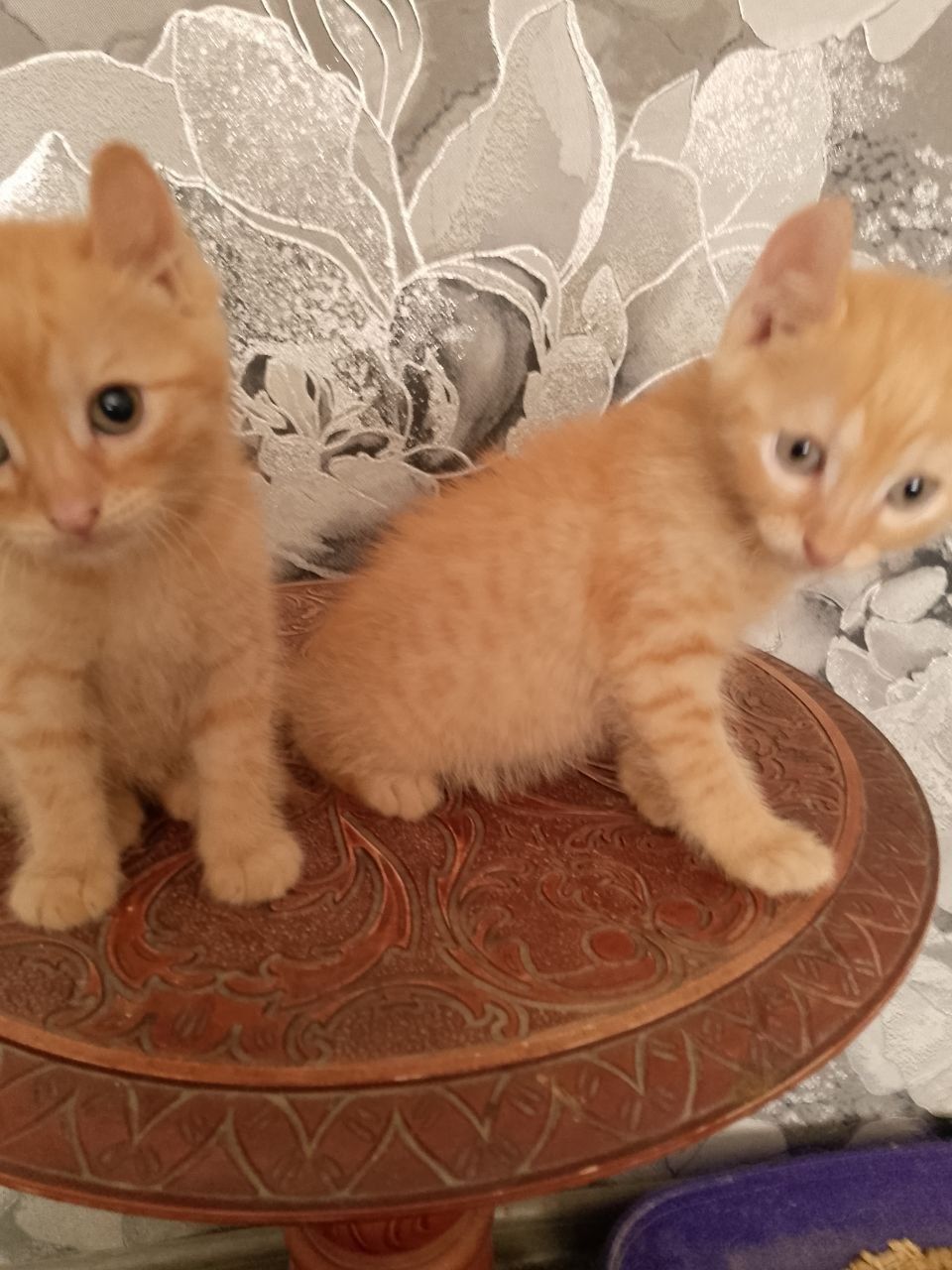 Продаются милые рыжие котятки