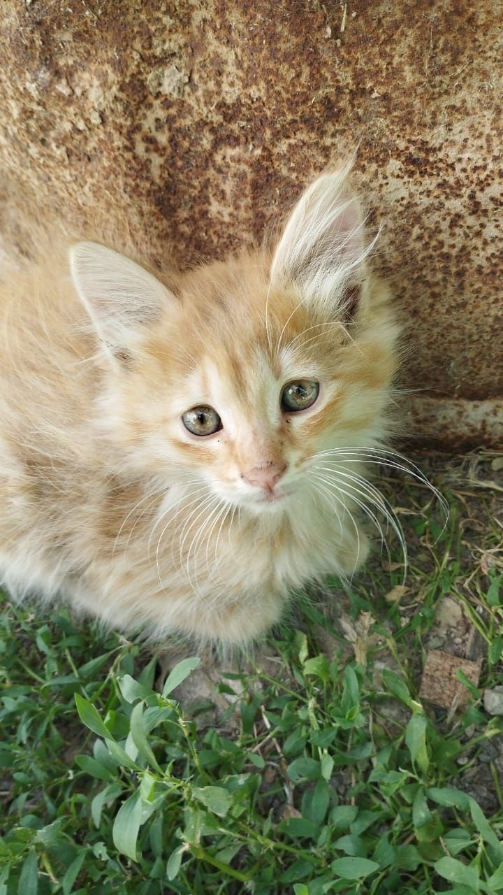 Котята от мамы крысоловки