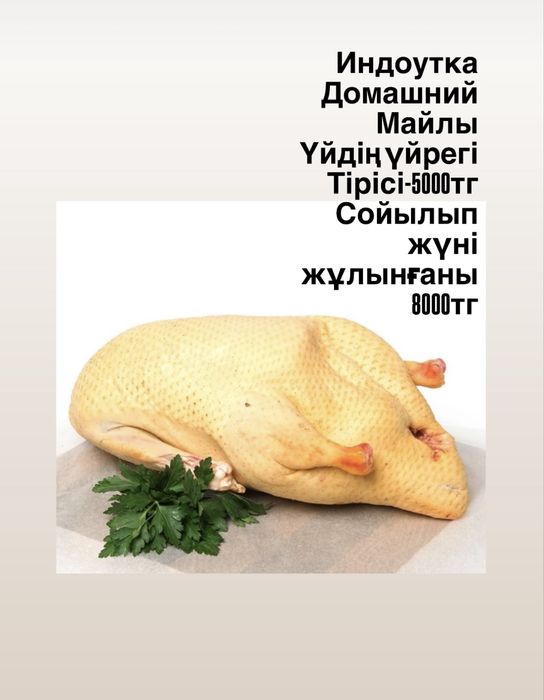 Утка Үйрек домашни