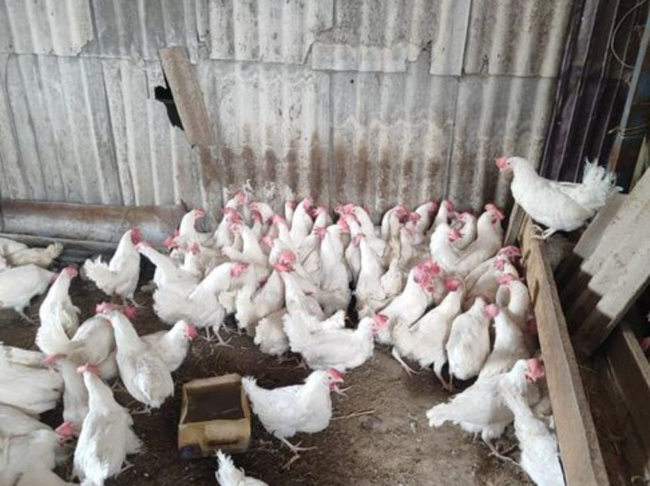 Куры несушки 1.5 года