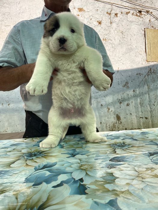 Щенок алабая ( Туркменский ) чистокровный