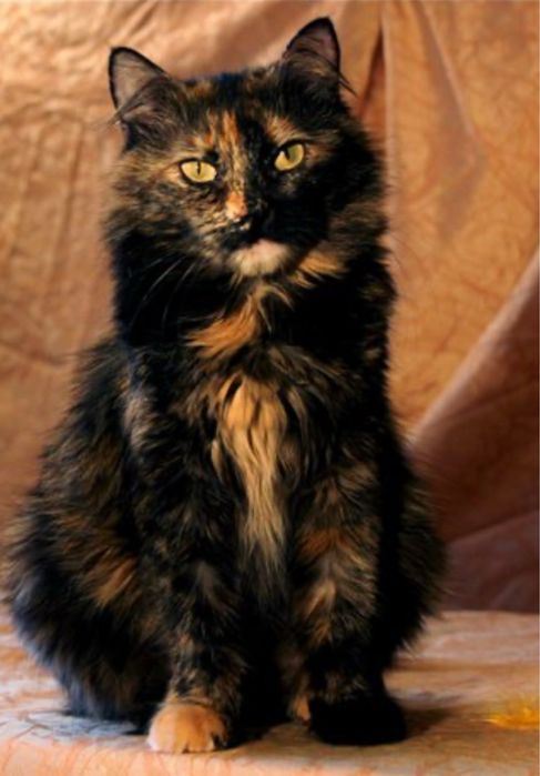 Отдам кошечку стерелизована мышеловка