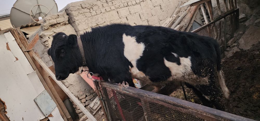 Buqqa sotiladi soqlom Buxoro shaxar