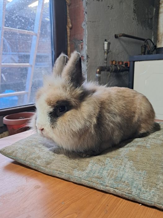 Vand iepure cap de leu