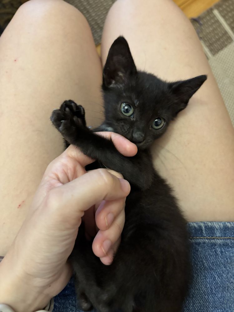 Котенце на 1,5 месец търси Дом и Добър Човек