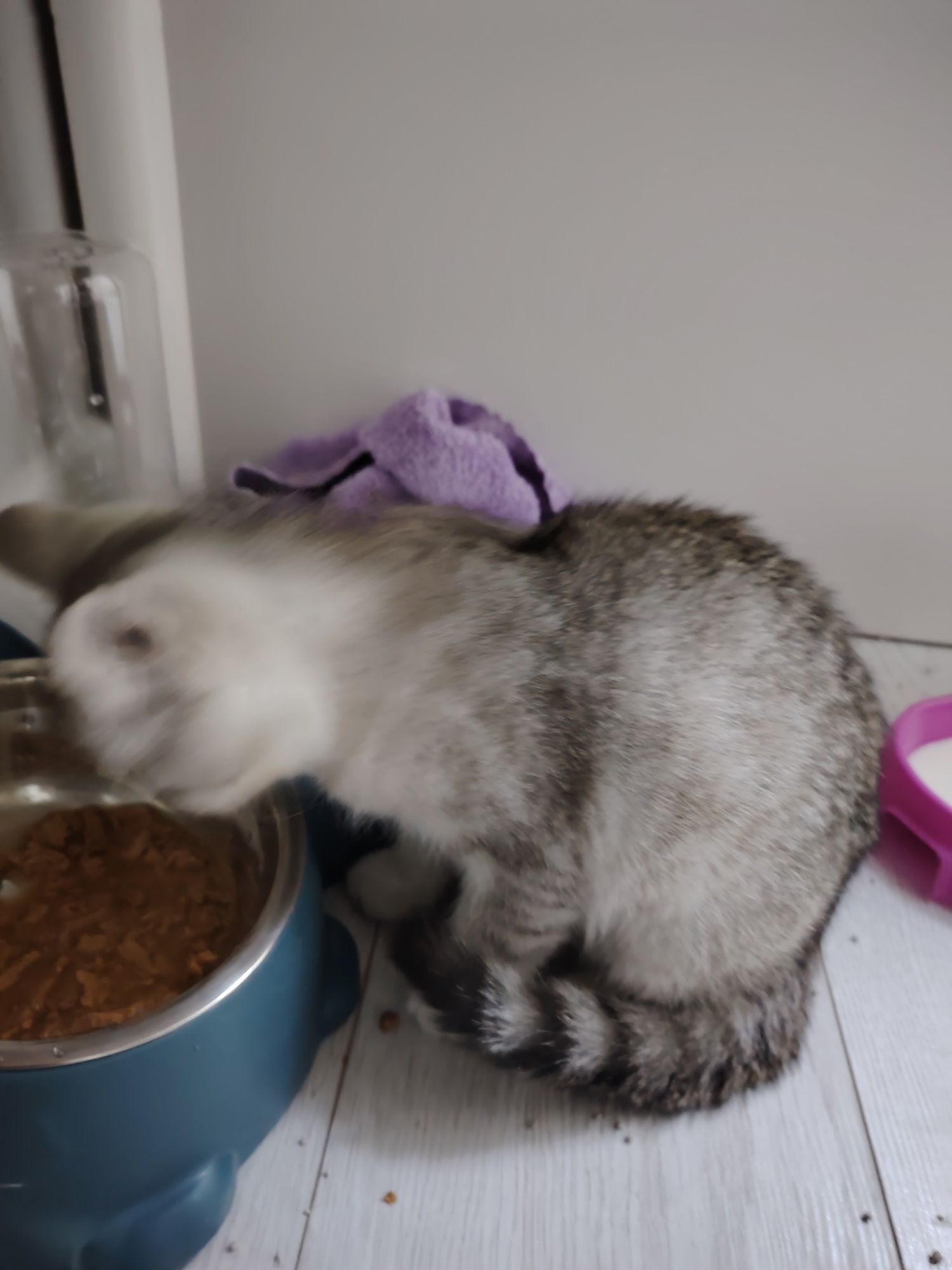 Котёнок продается