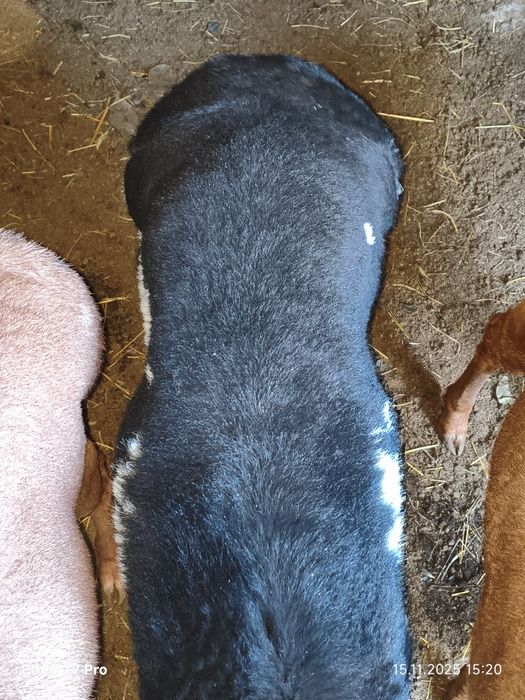 Продается кучкары