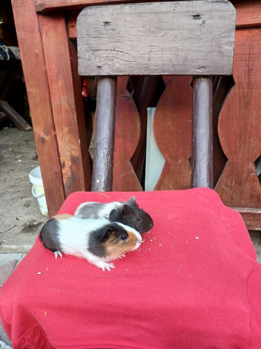 Pui de porcușori de Guineea