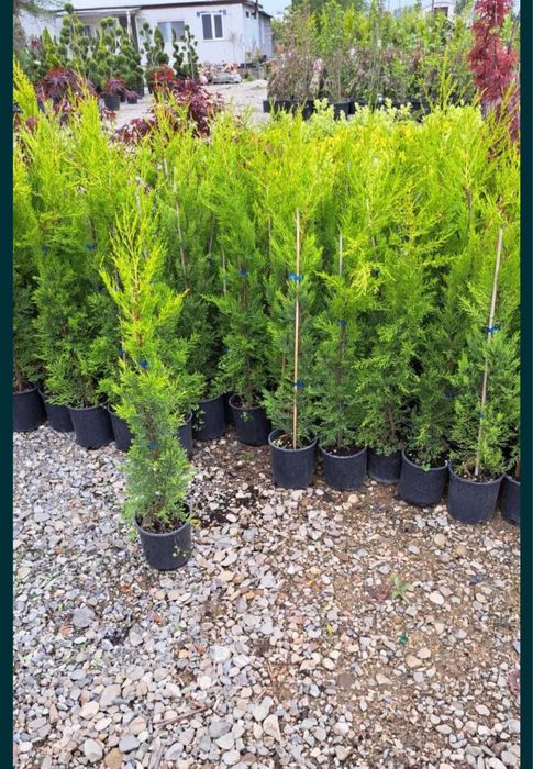 Plante ornamentale