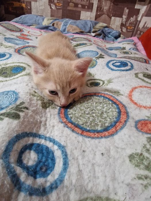 Отдам котика в надёжные руки