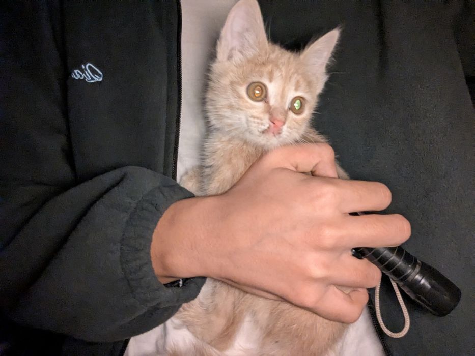 Отдам котенка рыжого