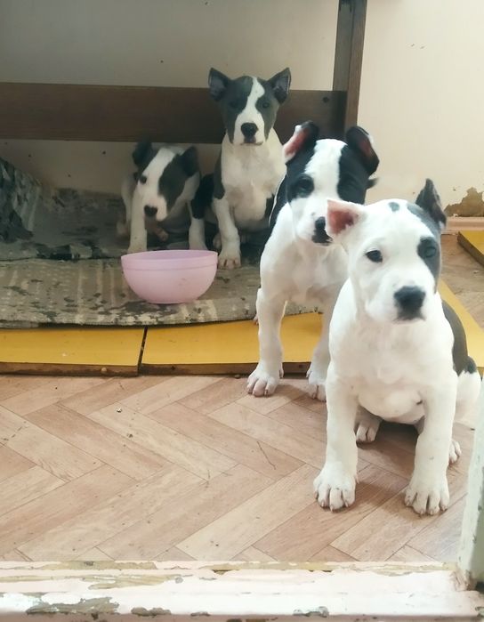 Шеночки американский пит бул