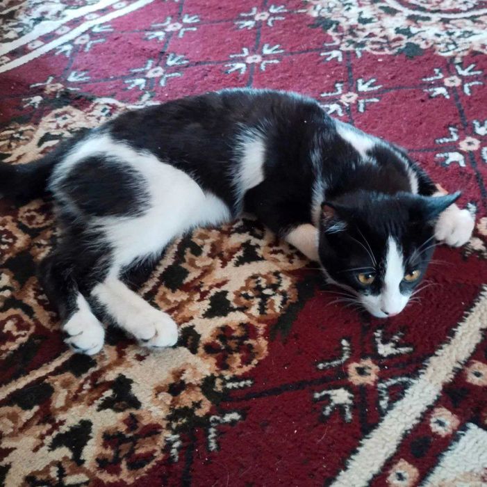 Отдам кота бесплатно на участок