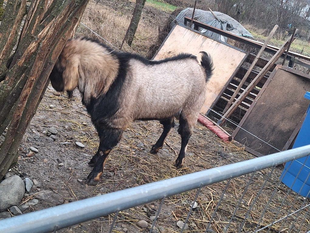 Vând sau schimb cu ieduțe saanen-tap anglo nubian