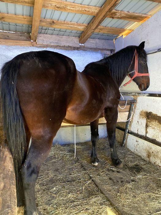 De vanzare cal de 10 ani