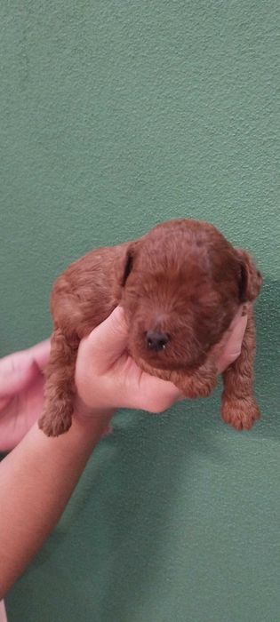 Пудел Той.                    .