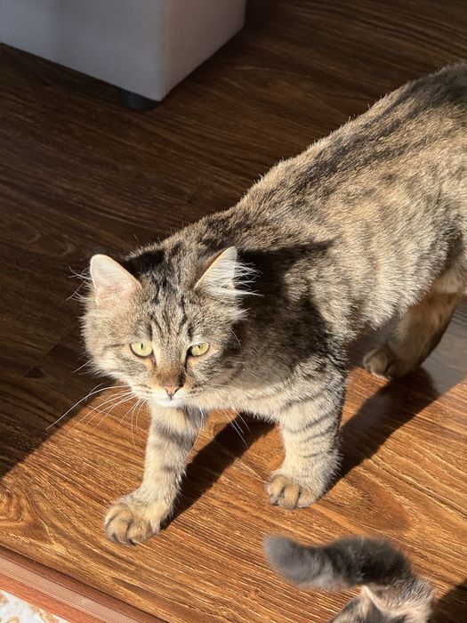 Отдаем в хорошие руки , кастрированный кот