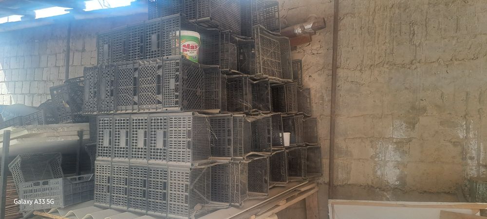 Plasmas yashik pomidor uchun