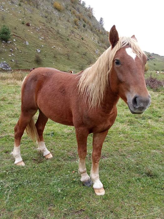 Vând doi cai frumoși.