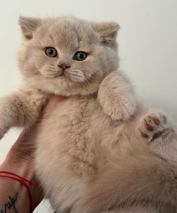 Вязка, британского кота