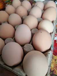 Oua australorp pentru incubat