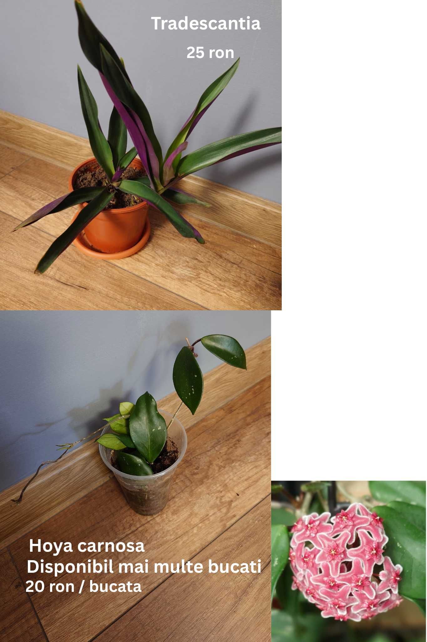 Plante de apartament