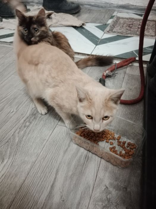 Котенок бесплатно в дар ( подарок на новый год)