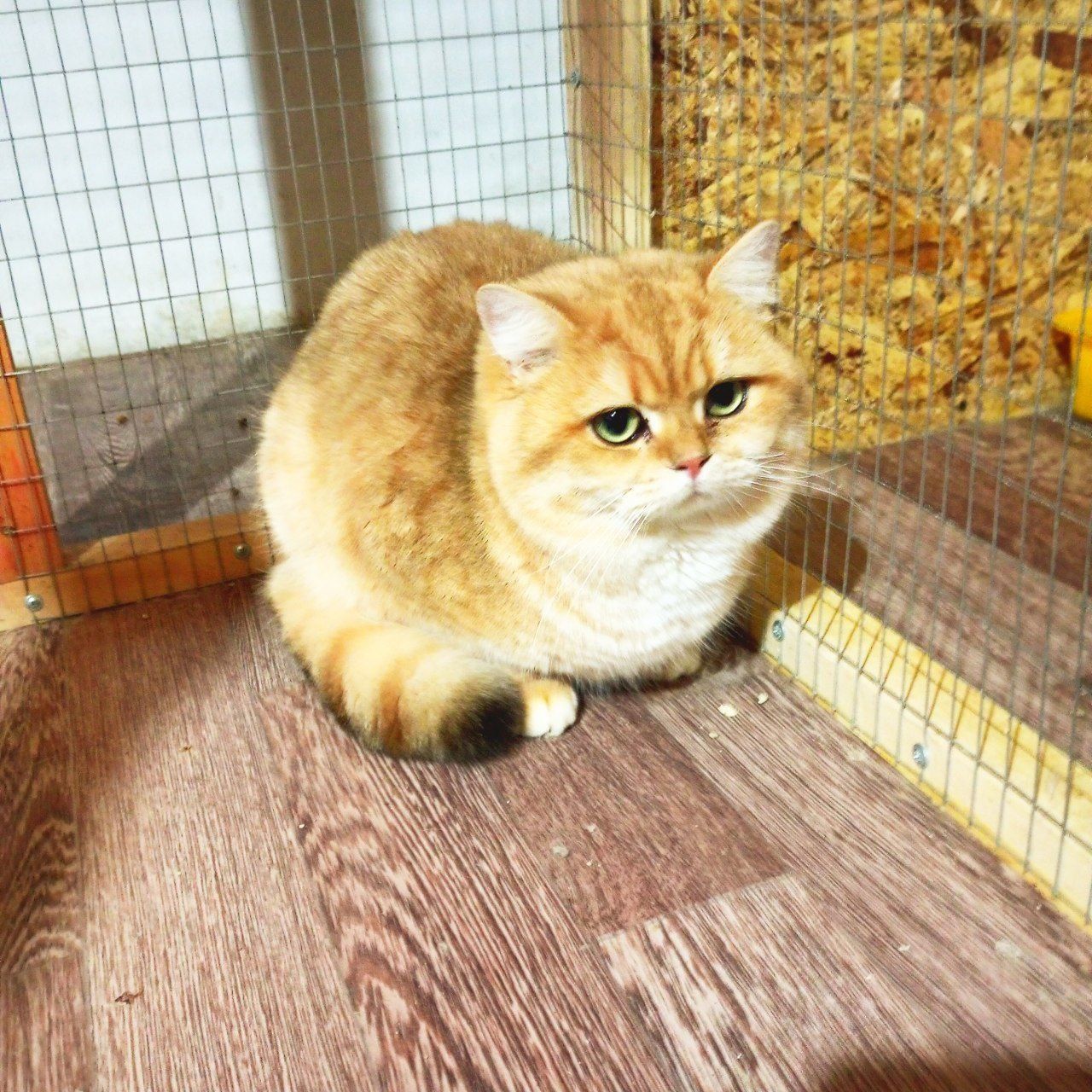 Вязка британского кота