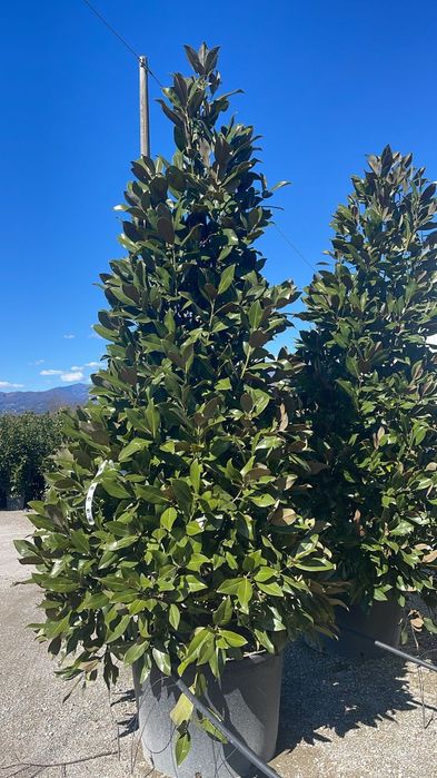 Palmierii rezistenți la îngheț magnolia grandiflora