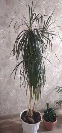 Комнатное растение-Драцена