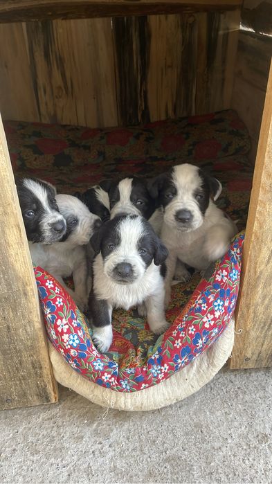 Продаем щенков охотничьего дратхаара