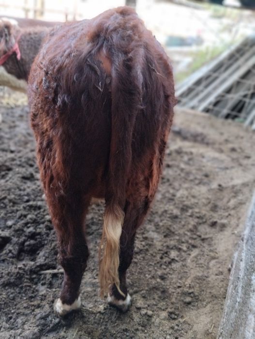 Srochna toza grefort buqalar sotiladi