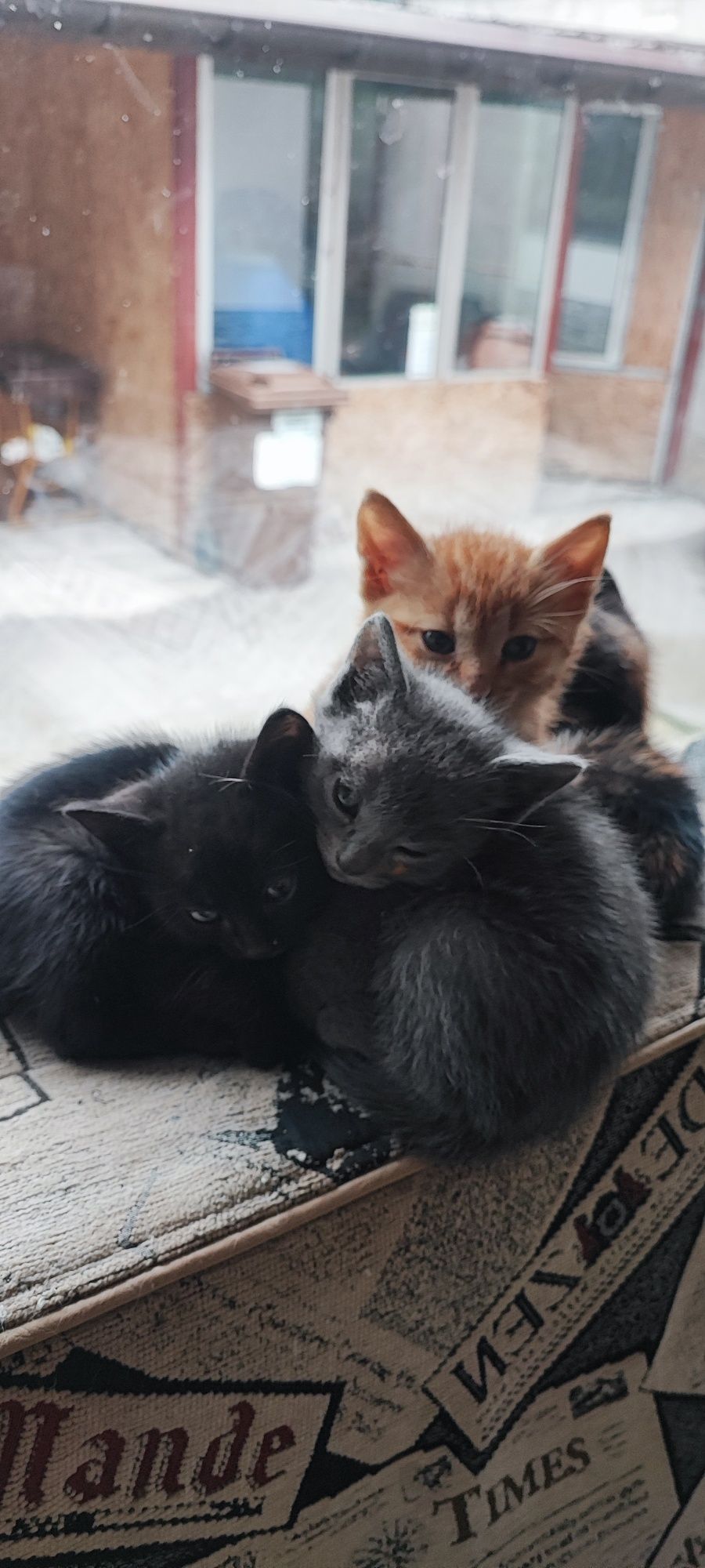 Ofer spre adopție