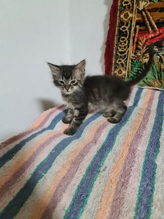 Ofer spre adoptie 4 pui de pisica.