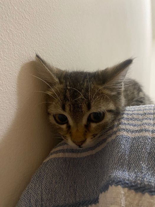 Котенце  момиче 1,5-2 мес.