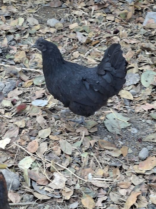 Кора товуклар домашний