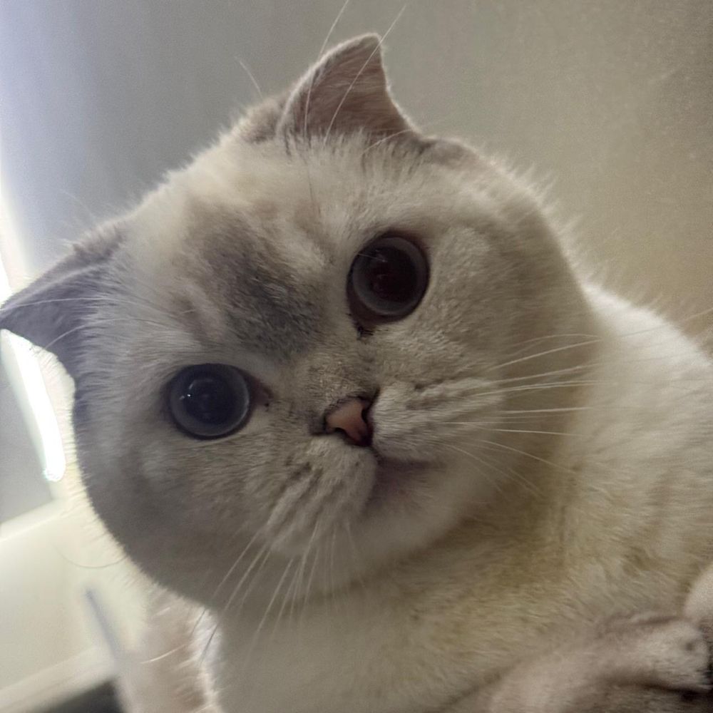 Продаю британскую кошечку