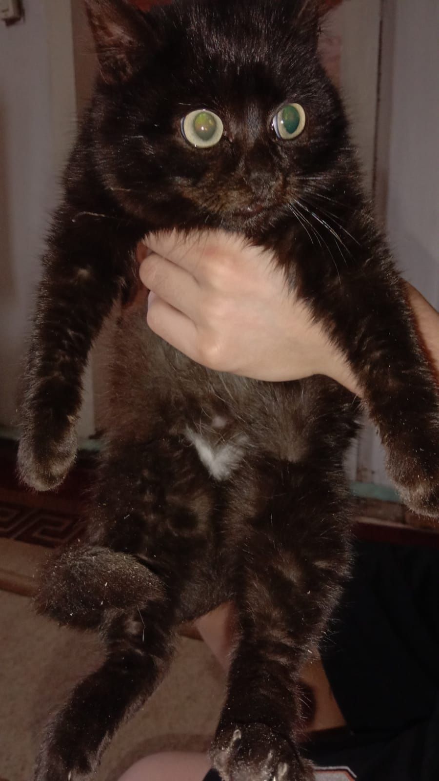 Отдадим в добрые руки