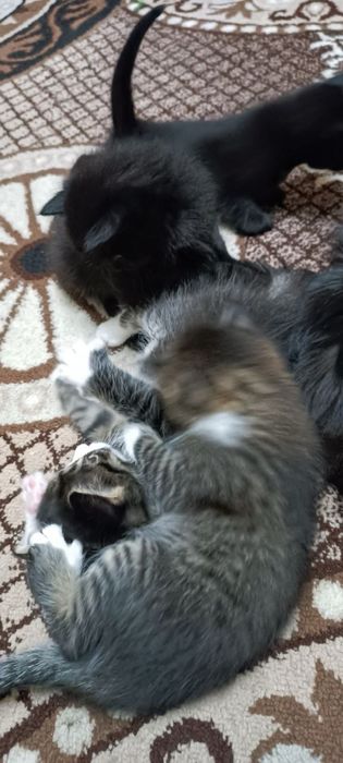 Котята в хорошие руки