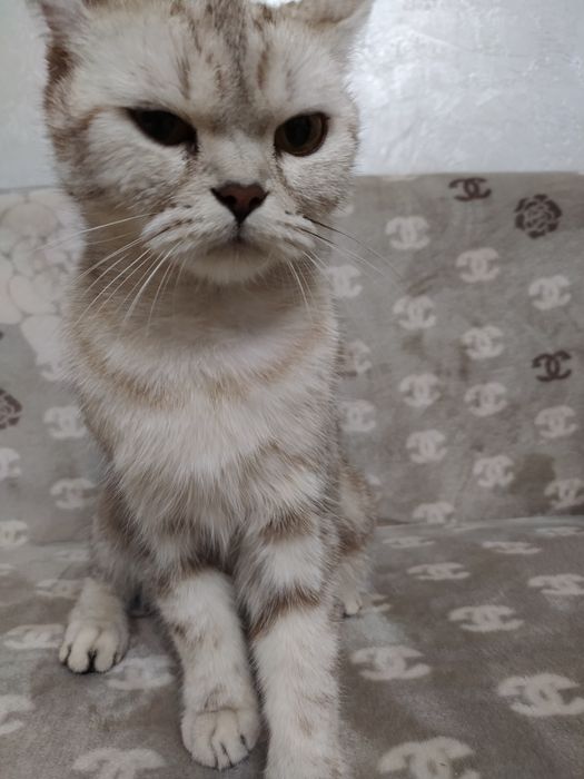 Шотландская кошка