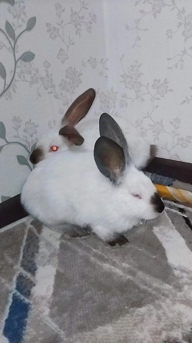 Kaliforniya zotli quyonla sotiladi 2 oylikdan o‘ti