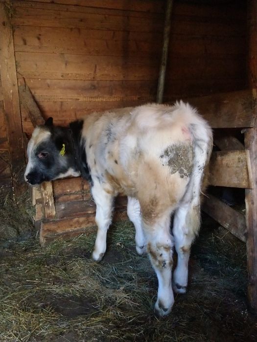 Vând vițel de patru luni
