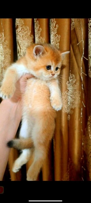 Британская золотая шиншилла девочки и мальчики