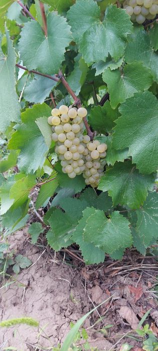 Struguri de vin din zona vrancei
